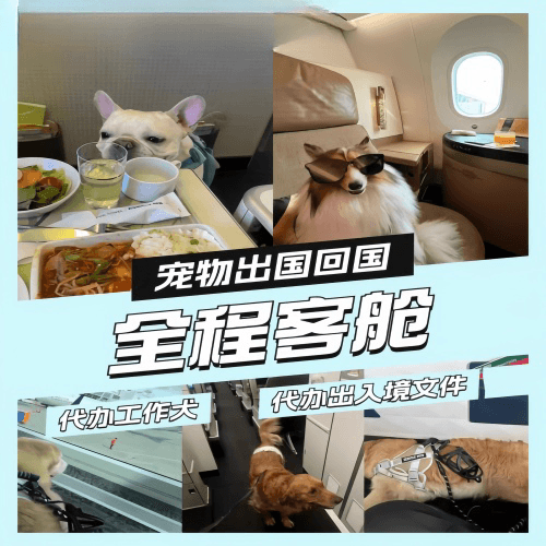 新北市宠物托运到白俄罗斯宠物入境规定和要求